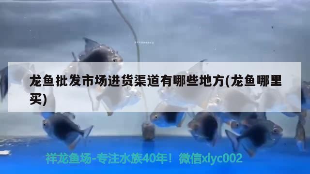 龍魚批發市場進貨渠道在哪：在龍魚批發市場尋找進貨渠道是創業者必須面對的挑戰