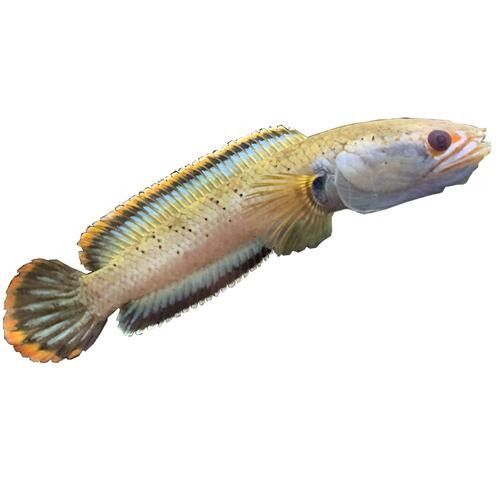 雷龍魚品種大全圖鑒