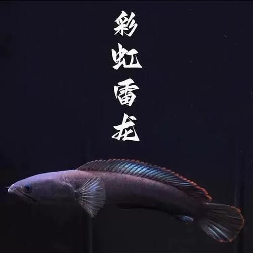 雷龍魚品種大全圖鑒