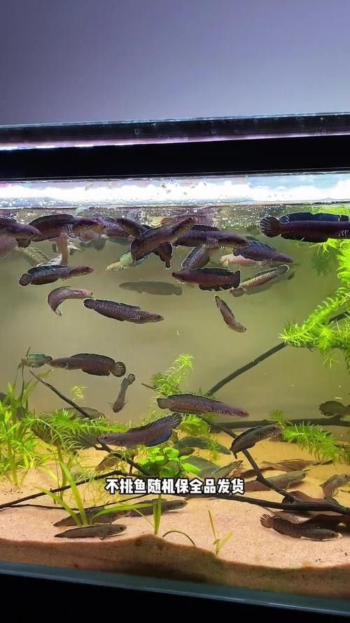 雷龍魚品種大全圖鑒