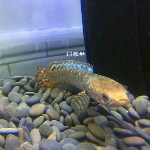 雷龍魚品種大全圖鑒