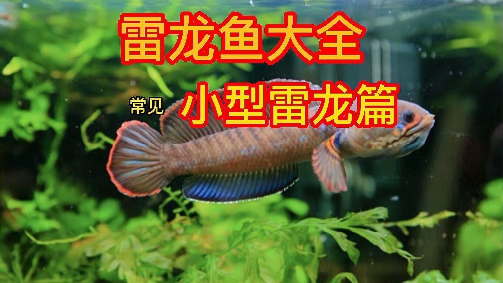 雷龍魚品種大全圖鑒