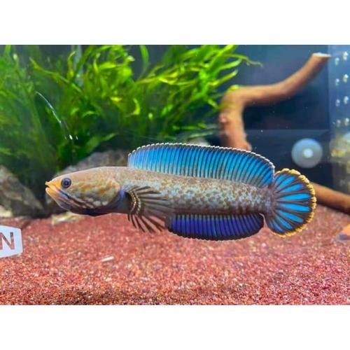 雷龍魚品種大全圖鑒