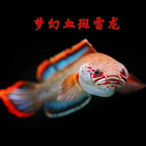 雷龍魚品種大全圖鑒