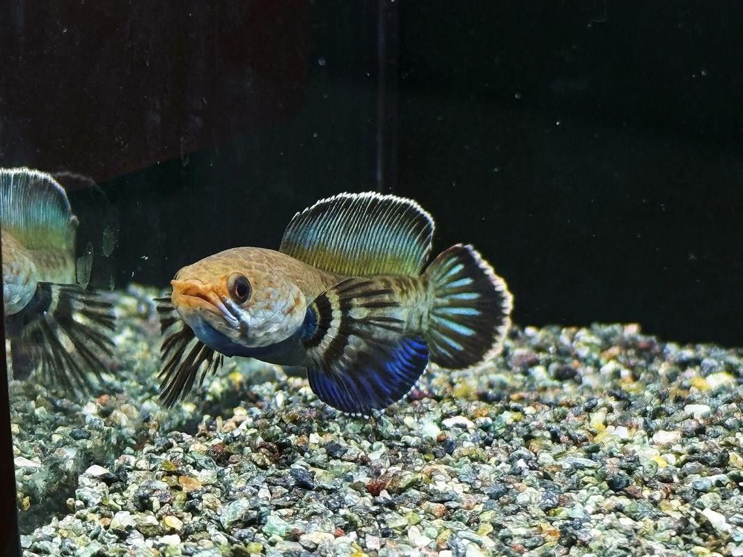 雷龍魚品種大全圖鑒