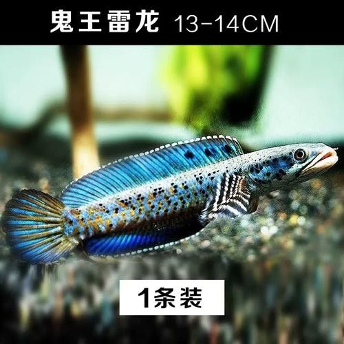 雷龍魚品種大全圖鑒