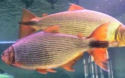 紅尾平克魚(yú)適宜水溫范圍，紅尾平克魚(yú)最佳飼養(yǎng)環(huán)境，紅尾平克魚(yú)混養(yǎng)注意事項(xiàng) 紅尾平克魚(yú)適宜水溫范圍，紅尾平克魚(yú)最佳飼養(yǎng)環(huán)境，紅尾平克魚(yú)混養(yǎng)注意事項(xiàng) 龍魚(yú)百科 第3張
