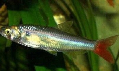 紅尾平克魚(yú)適宜水溫范圍，紅尾平克魚(yú)最佳飼養(yǎng)環(huán)境，紅尾平克魚(yú)混養(yǎng)注意事項(xiàng) 紅尾平克魚(yú)適宜水溫范圍，紅尾平克魚(yú)最佳飼養(yǎng)環(huán)境，紅尾平克魚(yú)混養(yǎng)注意事項(xiàng) 龍魚(yú)百科 第5張