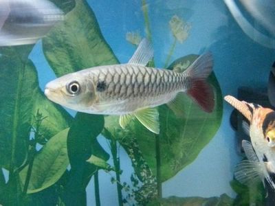 紅尾平克魚(yú)適宜水溫范圍，紅尾平克魚(yú)最佳飼養(yǎng)環(huán)境，紅尾平克魚(yú)混養(yǎng)注意事項(xiàng) 紅尾平克魚(yú)適宜水溫范圍，紅尾平克魚(yú)最佳飼養(yǎng)環(huán)境，紅尾平克魚(yú)混養(yǎng)注意事項(xiàng) 龍魚(yú)百科 第1張