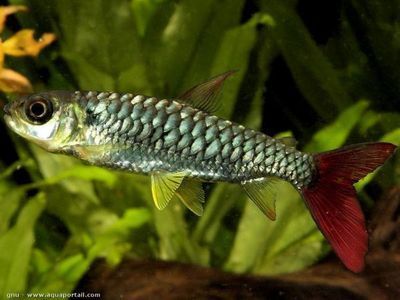 紅尾平克魚(yú)適宜水溫范圍，紅尾平克魚(yú)最佳飼養(yǎng)環(huán)境，紅尾平克魚(yú)混養(yǎng)注意事項(xiàng) 紅尾平克魚(yú)適宜水溫范圍，紅尾平克魚(yú)最佳飼養(yǎng)環(huán)境，紅尾平克魚(yú)混養(yǎng)注意事項(xiàng) 龍魚(yú)百科 第4張