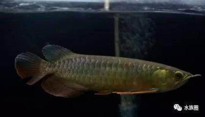 龍魚(yú)經(jīng)常張嘴呼吸：龍魚(yú)經(jīng)常張嘴呼吸可能是由多種因素引起的，可能是水質(zhì)問(wèn)題