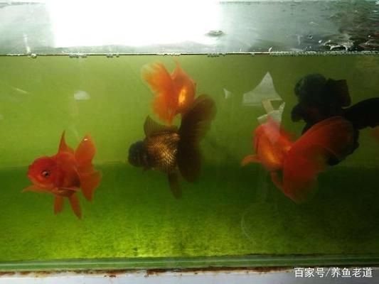 龍魚(yú)為什么要割眼：為什么龍魚(yú)要做掉眼手術(shù)？解析龍魚(yú)掉眼原因與手術(shù)必要性