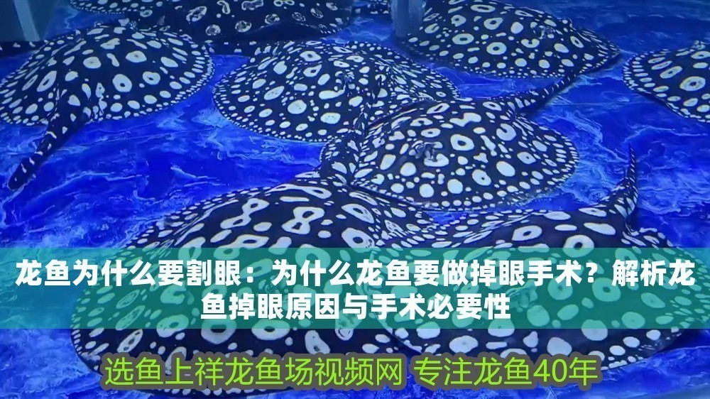 龍魚(yú)為什么要割眼：為什么龍魚(yú)要做掉眼手術(shù)？解析龍魚(yú)掉眼原因與手術(shù)必要性