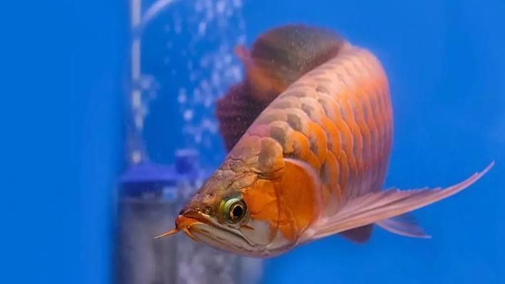 龍魚老頭魚還能長大嗎，龍魚老頭魚是否還能長大