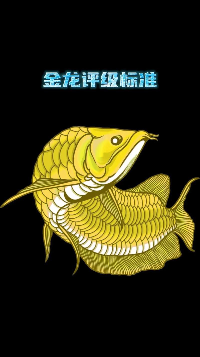 最漂亮金龍魚圖片