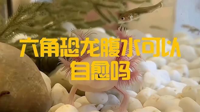 龍魚漲肚會自愈嗎？