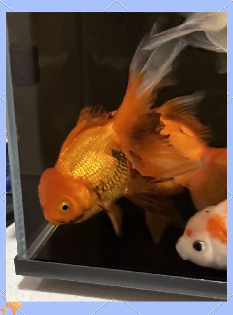 如何判斷金魚爛尾的嚴重程度？