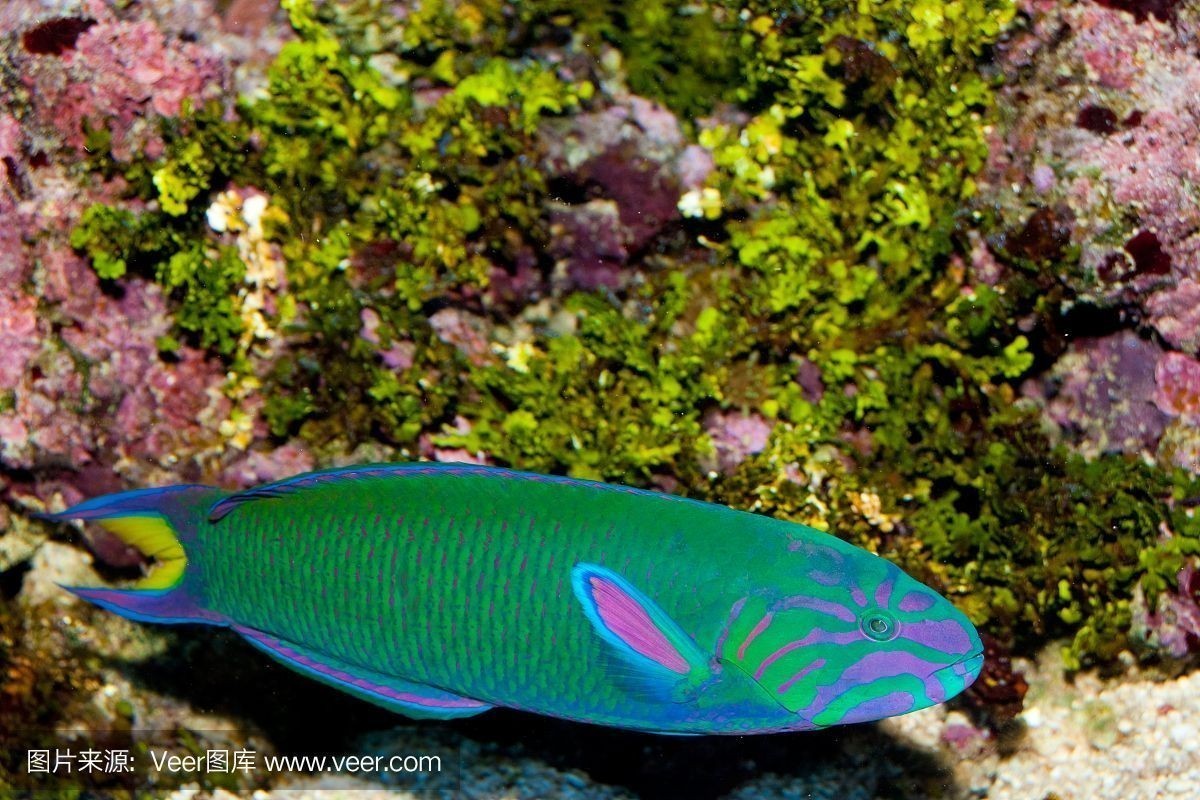 紅龍魚缸的最佳水位是多少（紅龍魚的最佳水位是多少養龍魚的最佳水位是多少）