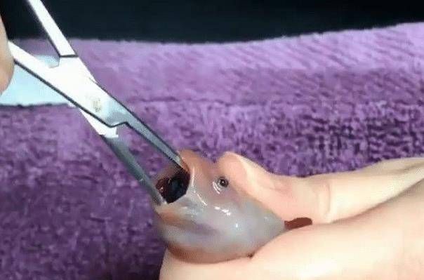 龍魚嘴一直張著是怎么回事：龍魚嘴一直張著可能是由于多種原因引起的，主要包括針對以上原因