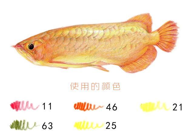 可愛的金龍魚：金龍魚是一種備受喜愛的寵物魚