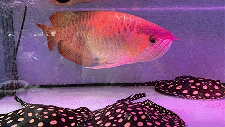 可愛的金龍魚：金龍魚是一種備受喜愛的寵物魚