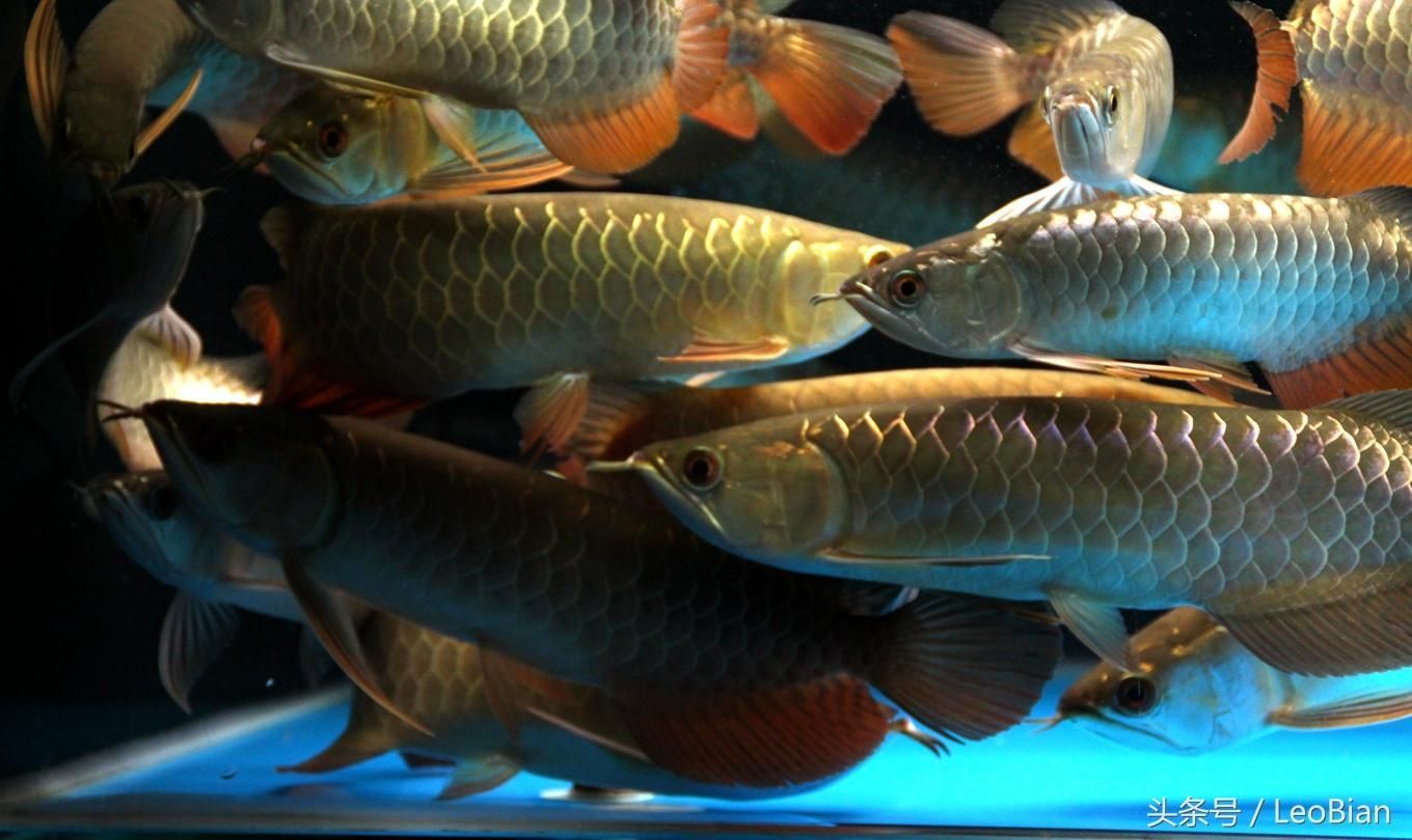 超大金龍魚兩條魚（養殖超大金龍魚需要注意的事項）