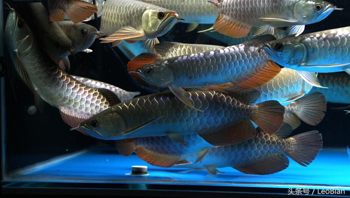 超大金龍魚兩條魚（養殖超大金龍魚需要注意的事項）