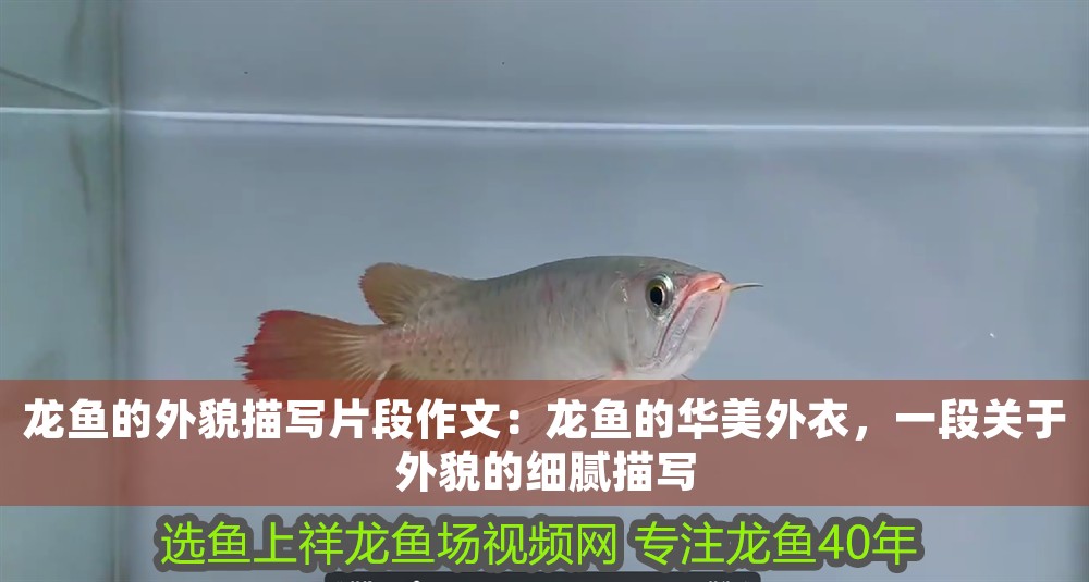 龍魚的外貌描寫片段作文：龍魚的華美外衣，一段關于外貌的細膩描寫