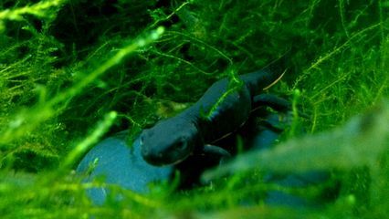 熱帶魚小龍魚能混養嗎：小龍魚與其他熱帶魚混養時需要考慮幾個關鍵因素