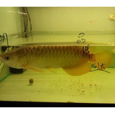 金龍魚繁殖方式：金龍魚幼魚喂養(yǎng)注意事項金龍魚幼魚喂養(yǎng)注意事項