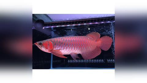 金龍魚繁殖方式：金龍魚幼魚喂養注意事項金龍魚幼魚喂養注意事項