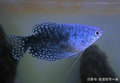 龍魚吃飼料好還是吃小魚好（龍魚吃飼料好還是吃小魚好，龍魚的飲食選擇應(yīng)當(dāng)是多樣化的）