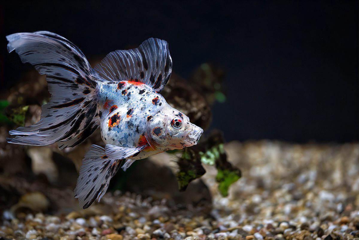 鎏金魚對(duì)人的害處