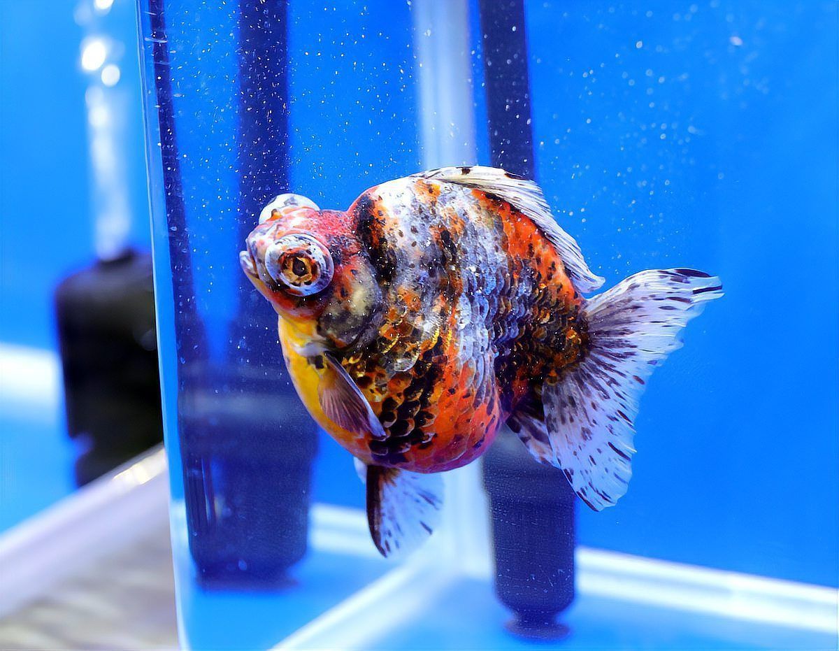 鎏金魚對(duì)人的害處