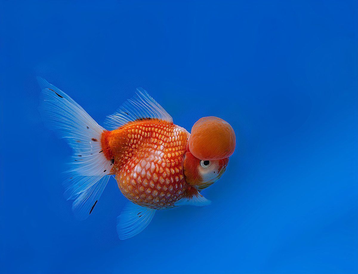 鎏金魚對(duì)人的害處