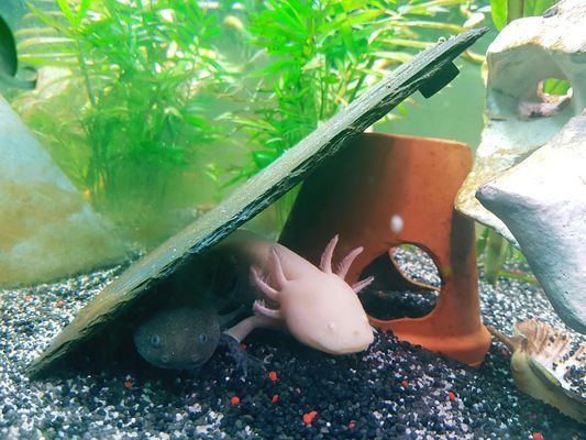 哪個牌子魚缸過濾器好用又實惠呢（森森過濾器hbl系列購買指南） 哪個牌子魚缸過濾器好用又實惠呢（森森過濾器hbl系列購買指南） 龍魚百科 第5張