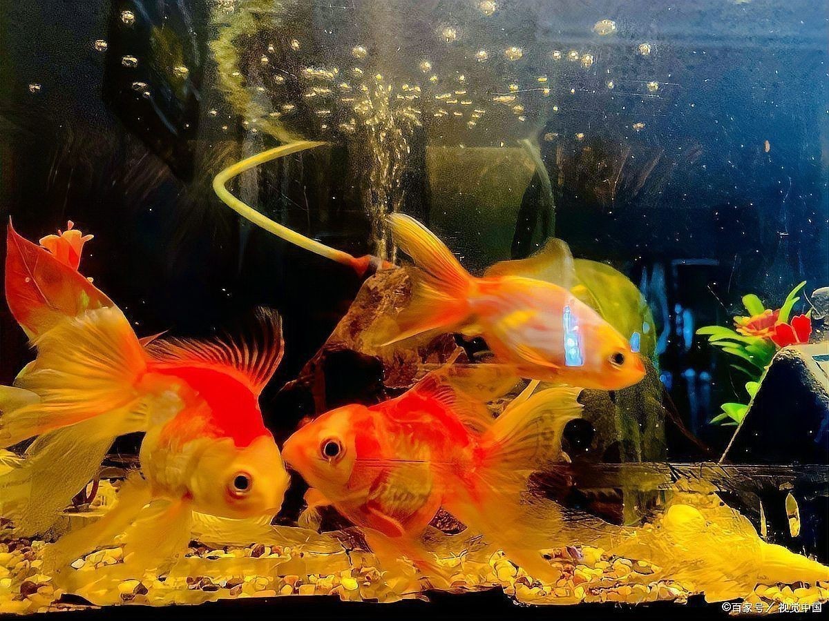 金魚大肚子是懷孕了嗎