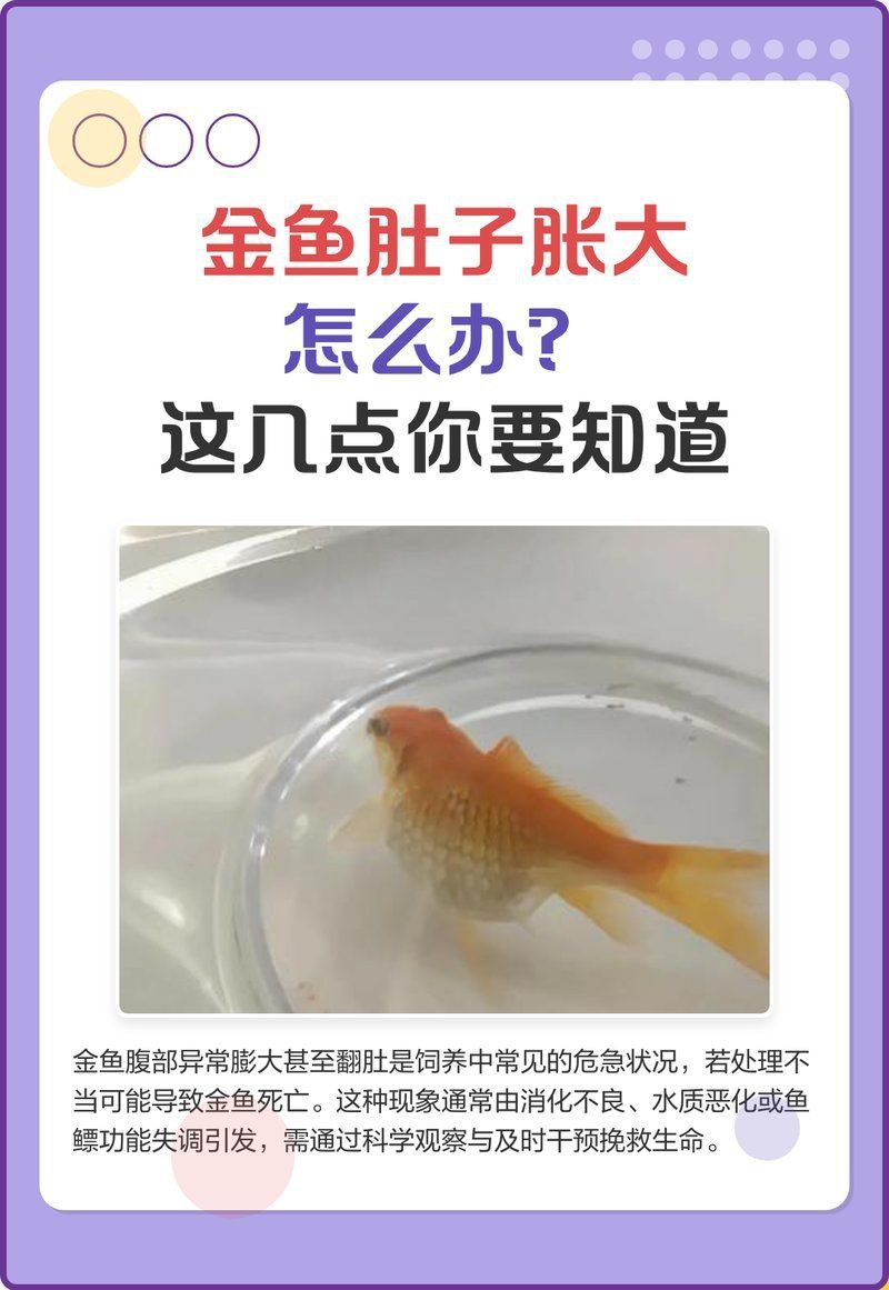 金魚大肚子是懷孕了嗎