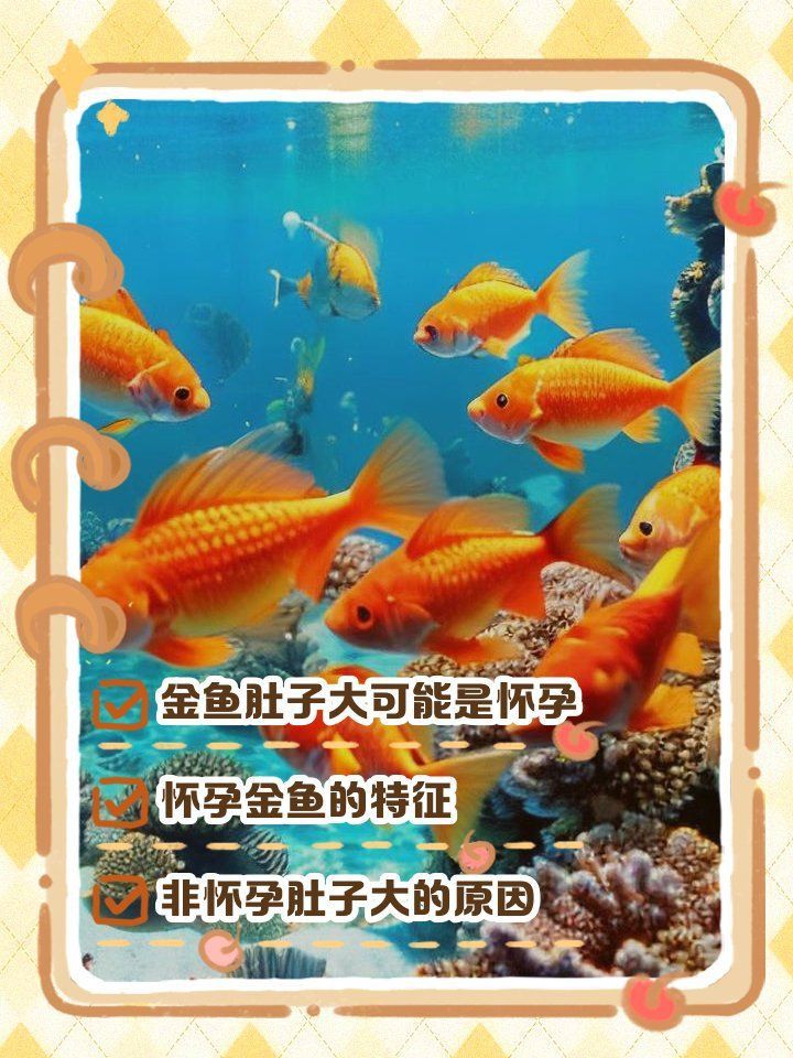 金魚大肚子是懷孕了嗎