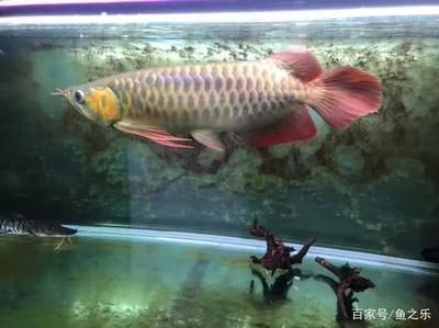 龍魚為啥會掉眼皮：龍魚為什么會掉眼皮