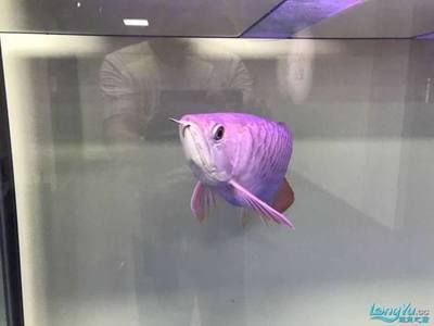 養龍魚魚缸溫度要求：養龍魚的魚缸溫度應該控制在24-29℃之間