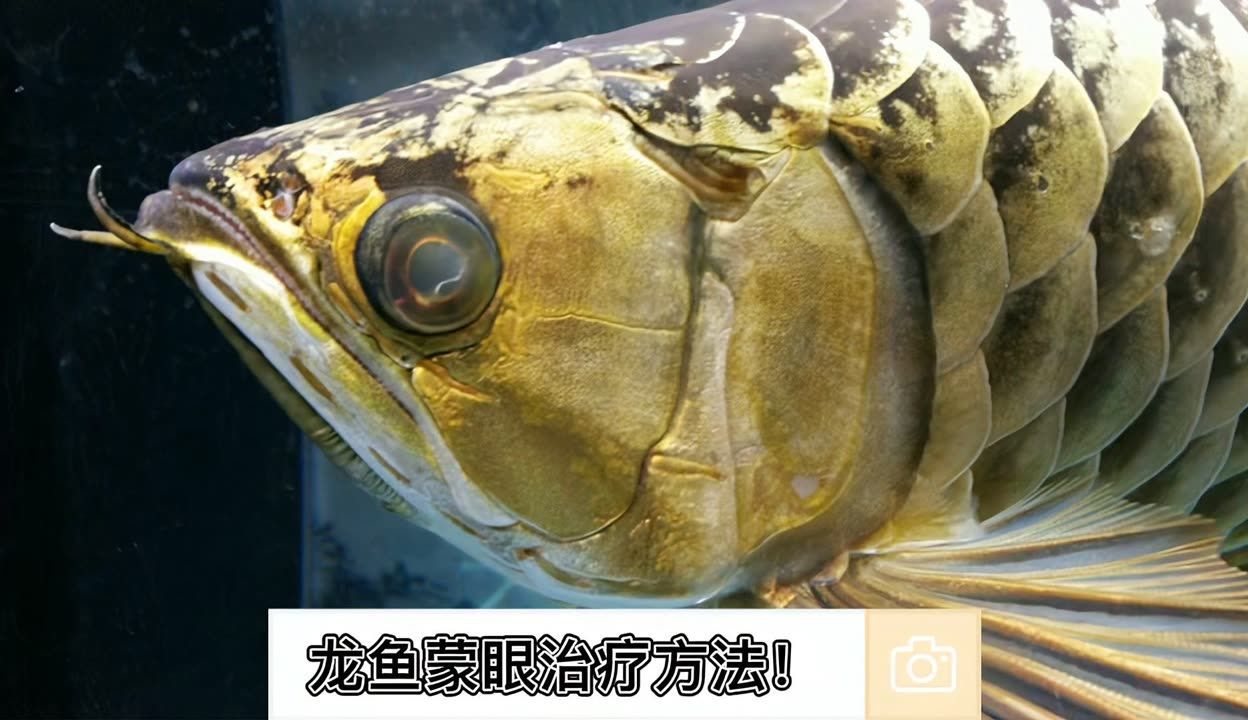 銀龍魚的種類有哪些？：十分討喜，成年體長(zhǎng)】體長(zhǎng)15厘米黑龍魚