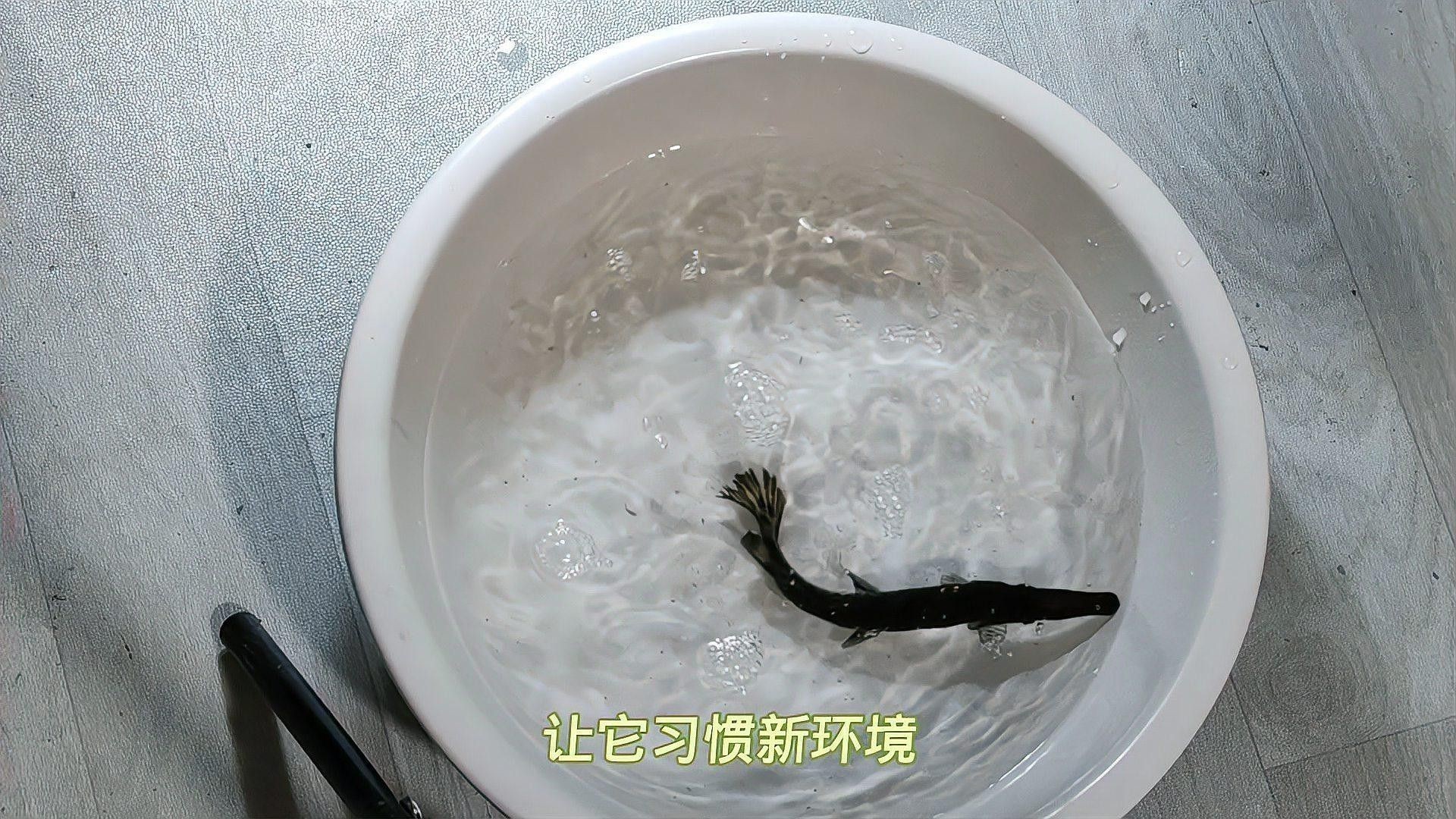 鱷雀鱔和龍魚混養(yǎng)