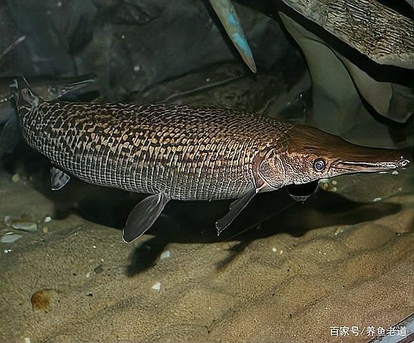 鱷雀鱔和龍魚混養