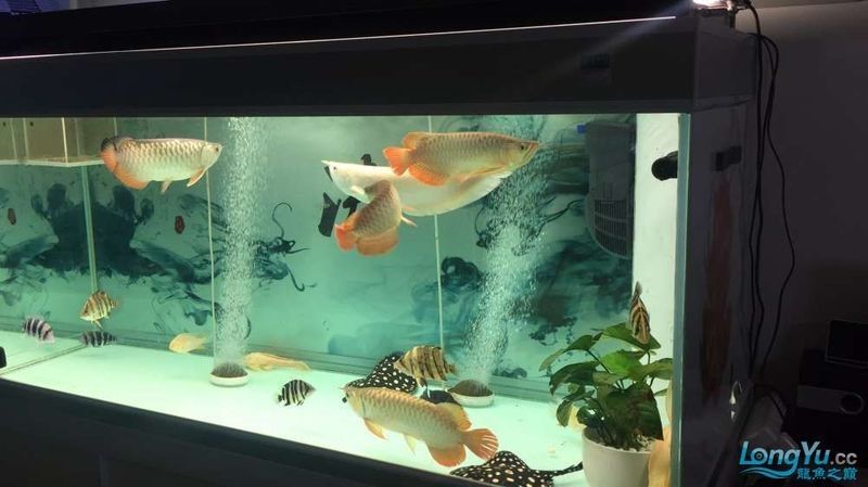 鱷雀鱔和龍魚混養