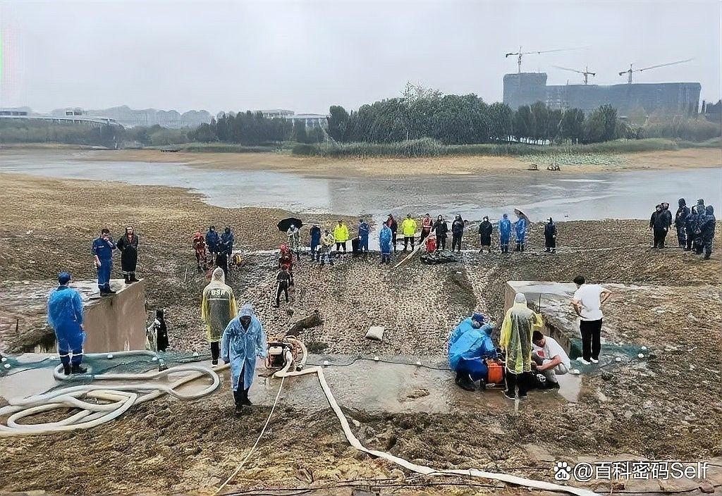 鱷雀鱔和龍魚混養