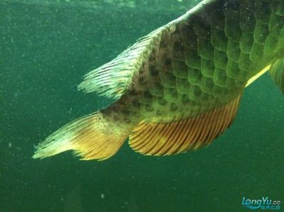 龍魚爛尾圖片（關于龍魚爛尾的信息和治療方法，這些信息可能會對您有所幫助）