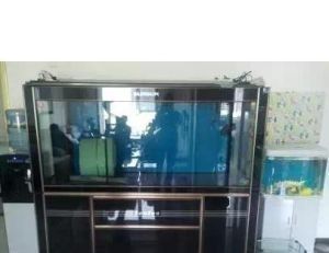 龍魚缸是否需要?dú)⒕鸁簦B(yǎng)龍魚是否需要使用殺菌燈）