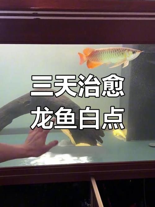 龍魚身上有白色絮狀物用什么藥最好呢圖片