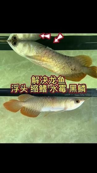 龍魚身上有白色絮狀物用什么藥最好呢圖片